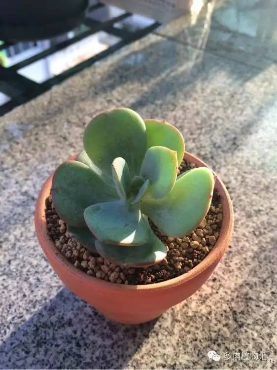 开挂区养多肉好吗,看完这些对比图你就明白了