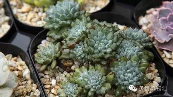 开挂区养多肉好吗,看完这些对比图你就明白了
