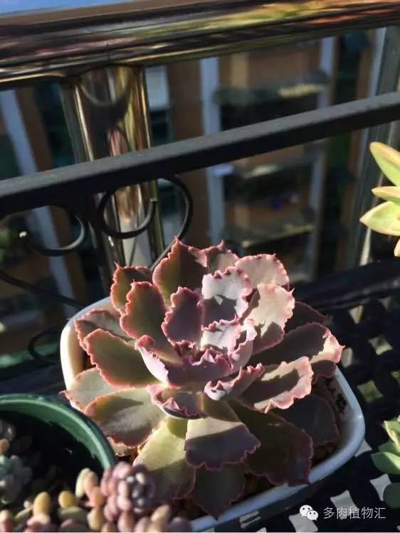 开挂区养多肉好吗,看完这些对比图你就明白了
