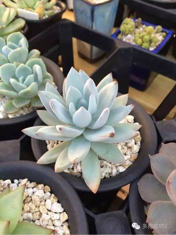 开挂区养多肉好吗,看完这些对比图你就明白了