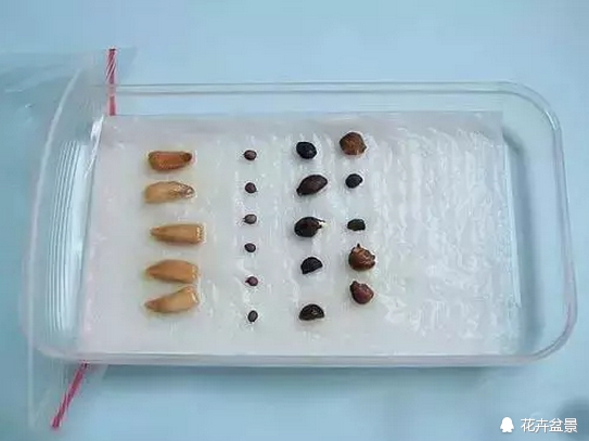 花种催芽方法有哪些呢,各种花种催芽方法