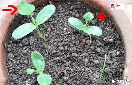 花种催芽方法有哪些呢,各种花种催芽方法