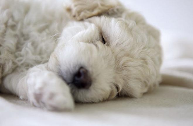 狗狗细小冠状在家怎么治疗,狗狗细小不治疗能熬过去吗