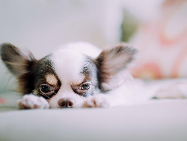 狗狗细小冠状在家怎么治疗,狗狗细小不治疗能熬过去吗