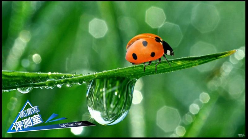 海美迪芒果嗨q,海美迪芒果嗨q2代