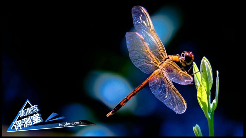 海美迪芒果嗨q,海美迪芒果嗨q2代