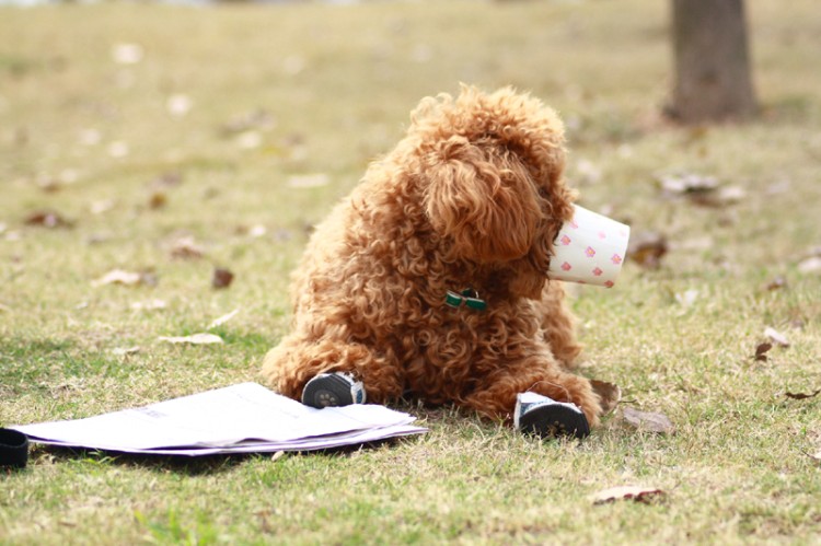 泰迪太瘦了怎么养胖,家里养的泰迪很听话