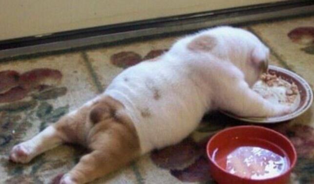 狗狗不吃饭无精打采老趴着,狗狗不吃东西怎么办还掉毛