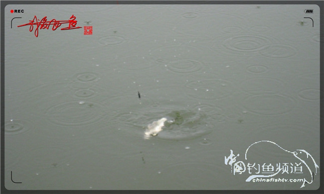 风雨无阻之我爱飞鱼去‘*欢寻**’！