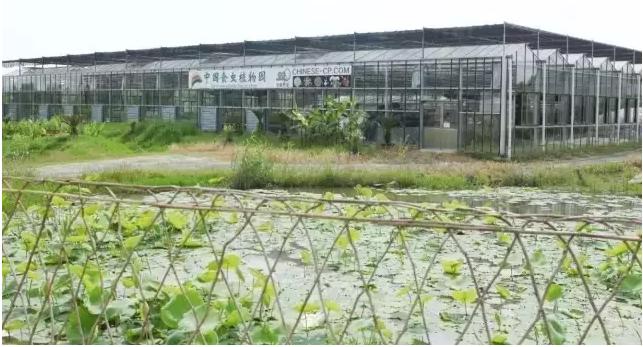 另类电商生意：把植物卖成宠物，把最冷门的做成爆款