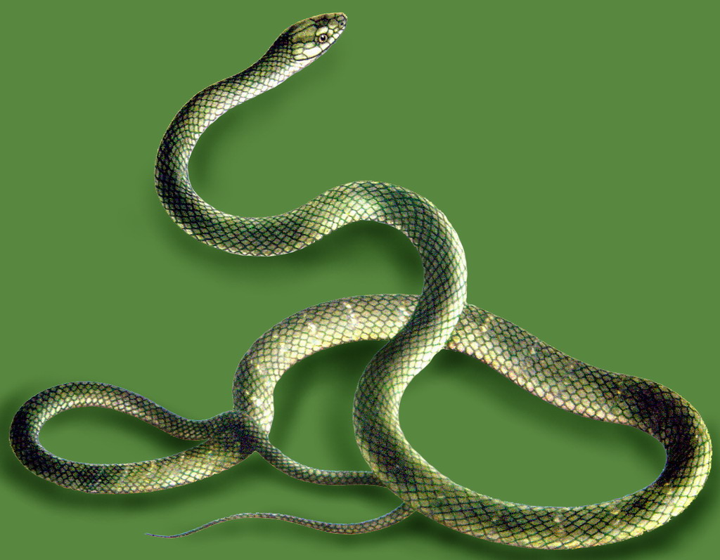 家里发现蛇可以报警吗,家里发现蛇怎么处理