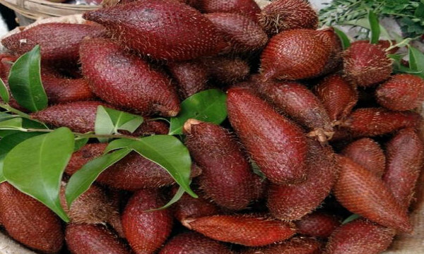 动漫里的恶魔果实,日本恶魔果实动漫