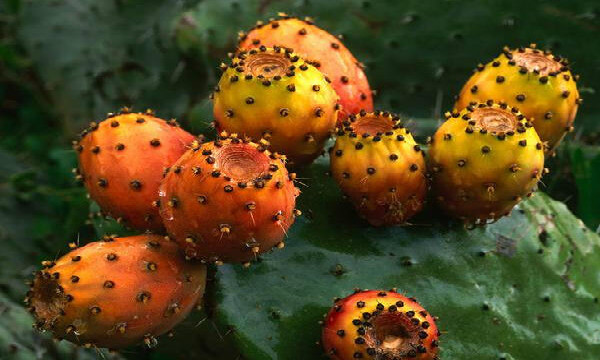 动漫里的恶魔果实,日本恶魔果实动漫