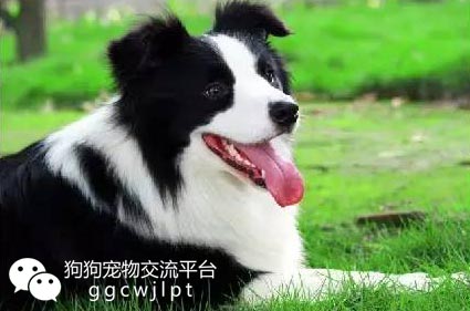 狗狗耳朵什么样可以立起来,狗狗耳朵分析图解