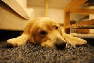 热成狗啦原版视频,热成狗啦原视频