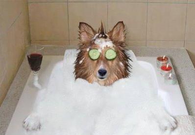 热成狗啦原版视频,热成狗啦原视频