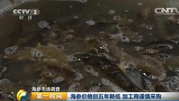 海参多少钱一斤比较合理呢,海参多少钱一斤算正常价格
