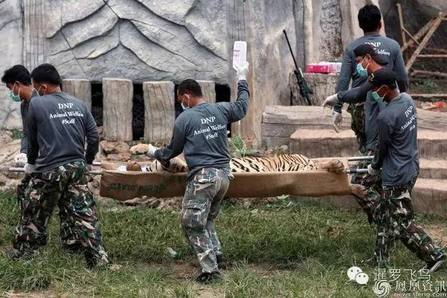 147大老虎全被抓走了？泰国虎庙或将无虎！