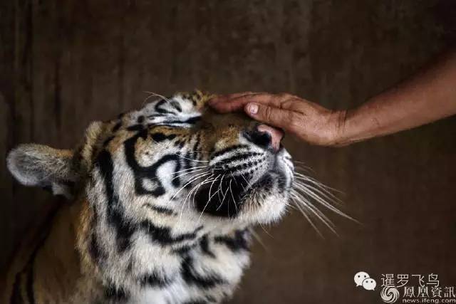 147大老虎全被抓走了？泰国虎庙或将无虎！