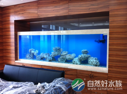 血鹦鹉鱼变白原因,血鹦鹉鱼突然变白了怎么办