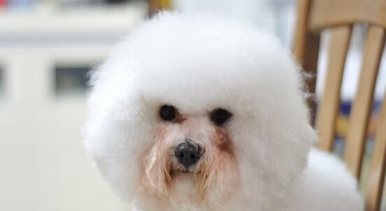 如何去除狗狗泪腺,去除狗狗泪痕的最快方法