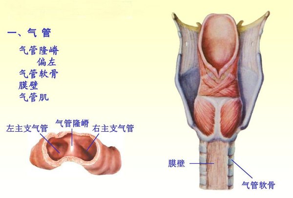 气管切开术急救切哪里,气道切开急救