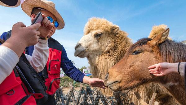 “春醒忆老家”2018全国百家网络媒体走进“酒祖圣地醉美汝阳”