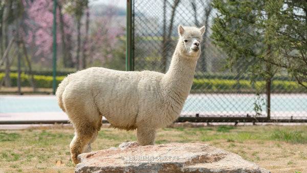 “春醒忆老家”2018全国百家网络媒体走进“酒祖圣地醉美汝阳”