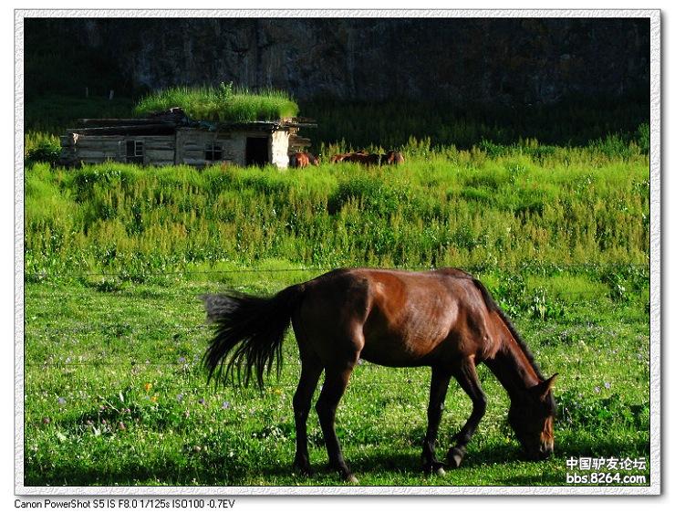 梦里花开——*疆新**，又一次的心动