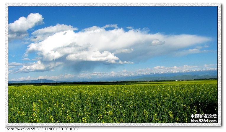 梦里花开——*疆新**，又一次的心动