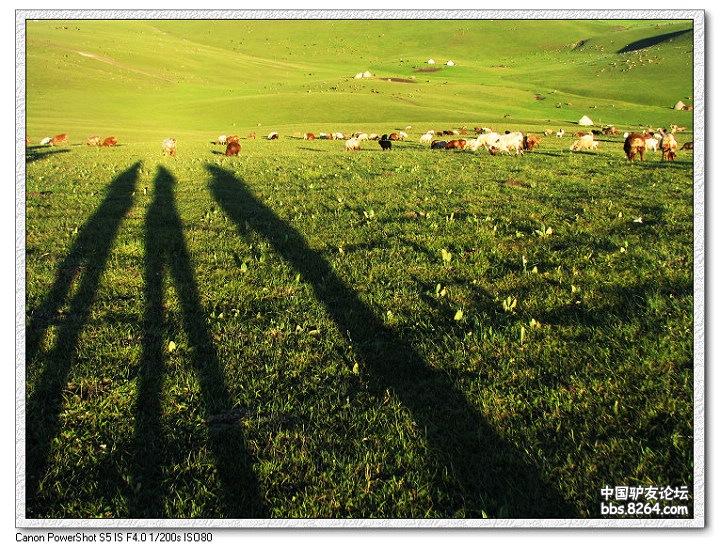 梦里花开——*疆新**，又一次的心动