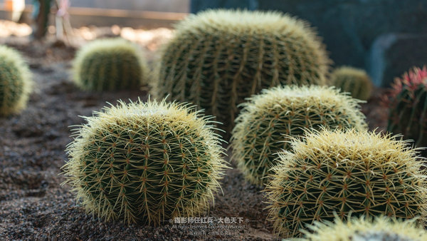 “春醒忆老家”2018全国百家网络媒体走进“酒祖圣地醉美汝阳”