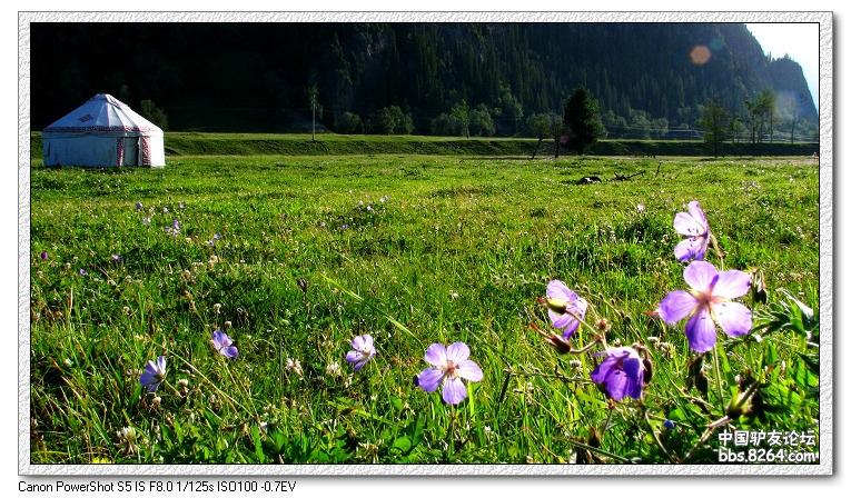 梦里花开——*疆新**，又一次的心动