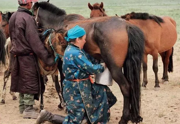 锡林郭勒马奶酒怎么打开,内蒙古美食马奶酒