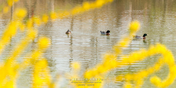 “春醒忆老家”2018全国百家网络媒体走进“酒祖圣地醉美汝阳”