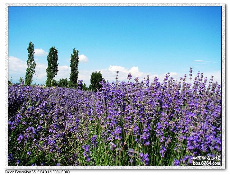 梦里花开——*疆新**，又一次的心动