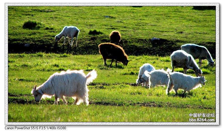 梦里花开——*疆新**，又一次的心动