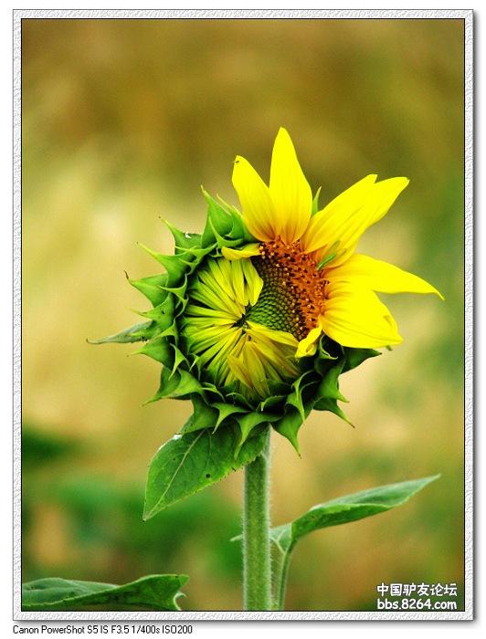 梦里花开——*疆新**，又一次的心动