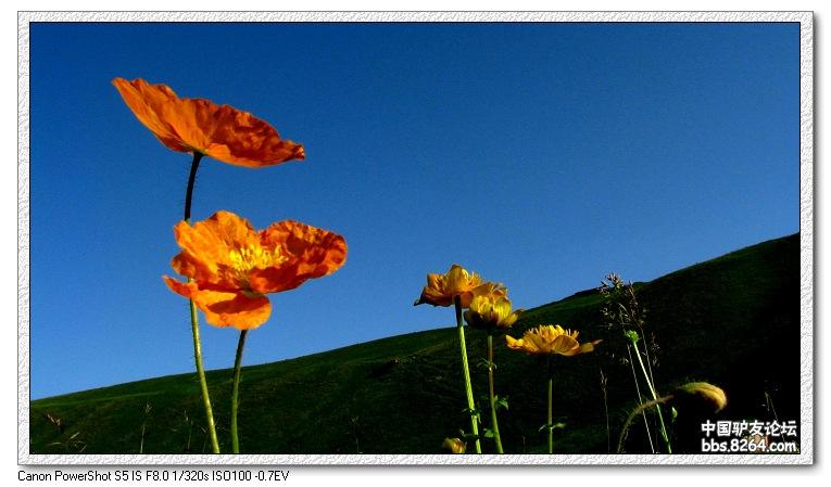 梦里花开——*疆新**，又一次的心动