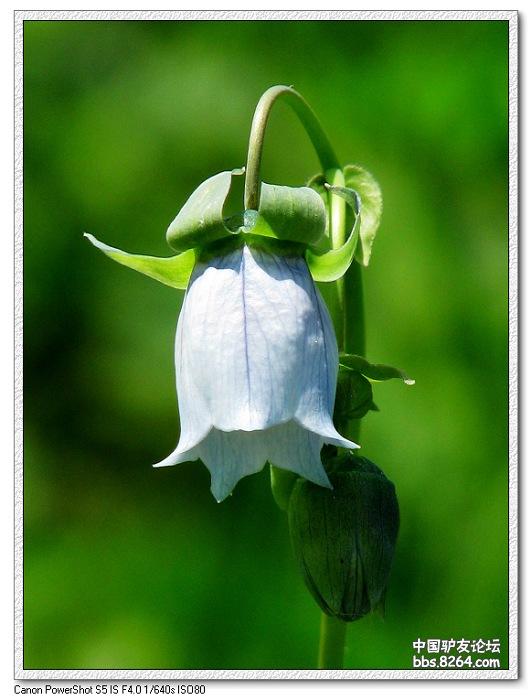 梦里花开——*疆新**，又一次的心动