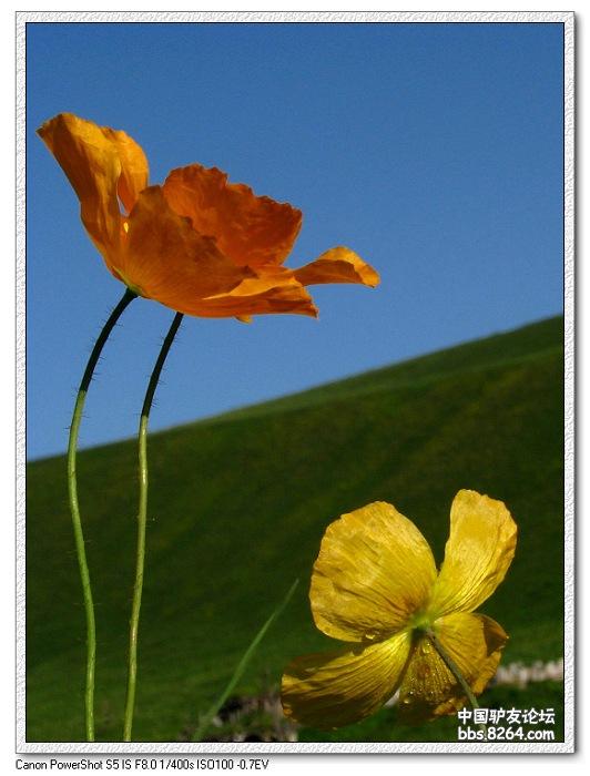 梦里花开——*疆新**，又一次的心动