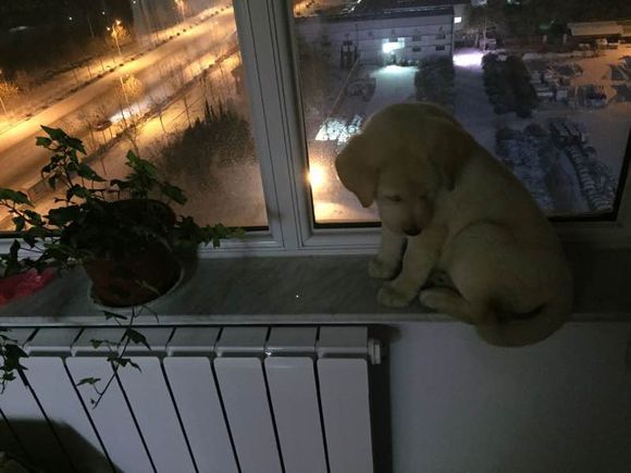 《一万个宠你的方法》爱宠知多少？第六期：拉布拉多