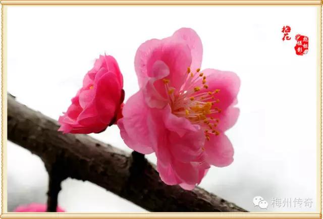 梅州客天下旅游产业园的特点,梅州梅县客天下5a级旅游区