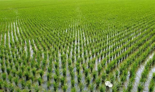 谨慎，别让孩子走上“伪汉字文化”的岔路