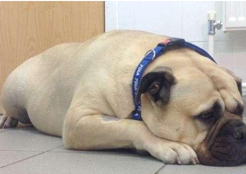 狗狗吃什么减肥最有效,狗狗减肥的正确方法