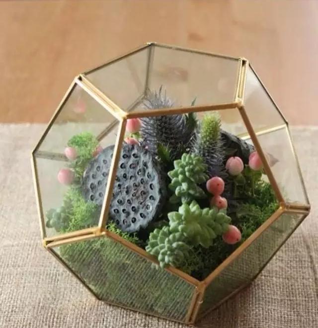 外国大神多肉,ins多肉