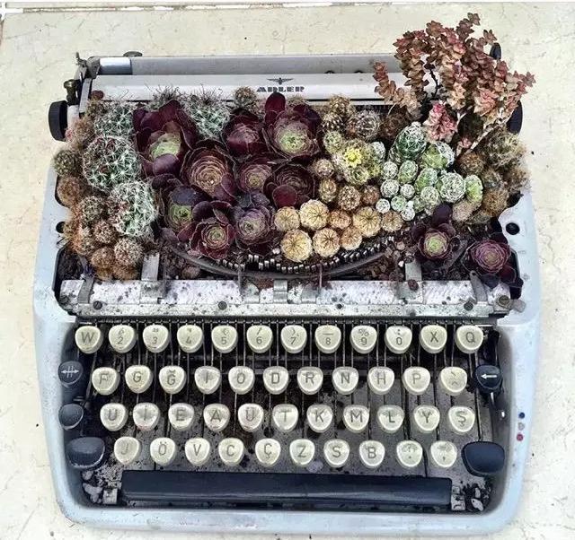 外国大神多肉,ins多肉