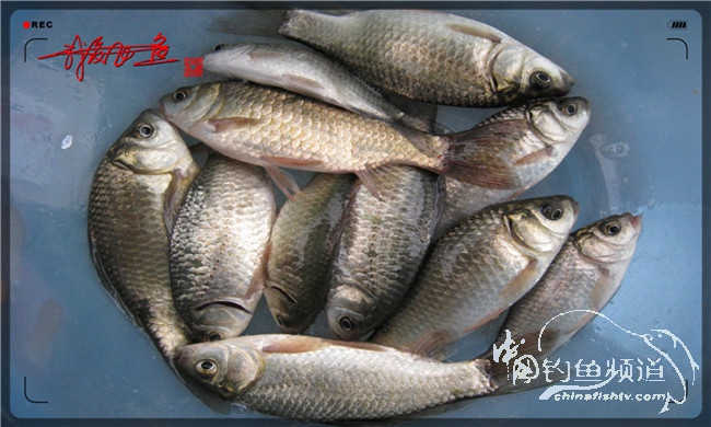 风雨无阻之我爱飞鱼去‘*欢寻**’！