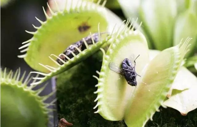 另类电商生意：把植物卖成宠物，把最冷门的做成爆款