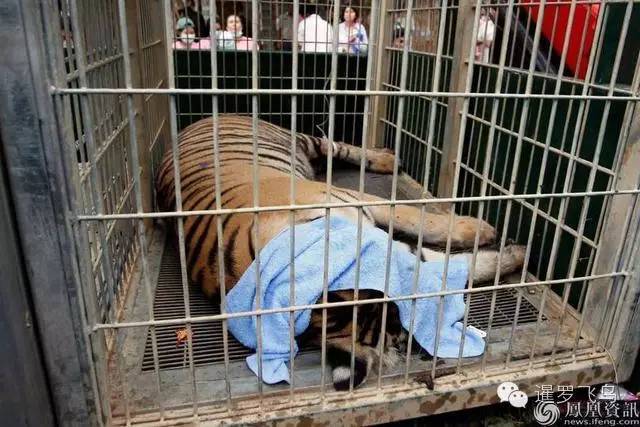 147大老虎全被抓走了？泰国虎庙或将无虎！